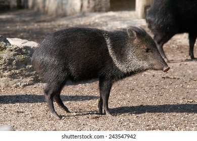 Collared Peccary (Pecari Tajacu).