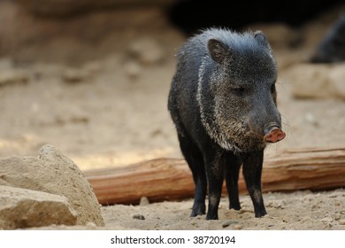 Collared Peccary (Pecari Tajacu)