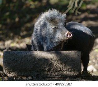 Collared Peccary (Pecari Tajacu)