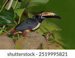 Collared aracari(лат. Pteroglossus torquatus) Коста-Рика.