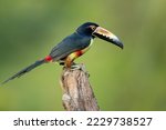 The collared araçari (Pteroglossus torquatus) is a toucan, a near-passerine bird. It breeds from southern Mexico (North America) to Panama; also Ecuador, Colombia, Venezuela and Costa Rica. 