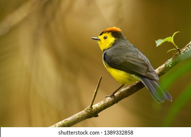 Collared Redstart Whitestart - Myioborus torquatus also known as the collared redstart, is a tropical New World warbler endemic to the mountains of Costa Rica and western-central Panama.