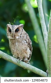 Collared Scops Owl