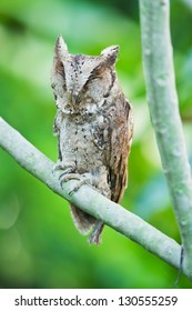 Collared scops owl