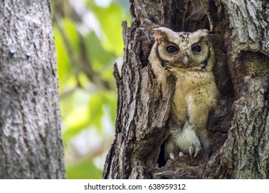 Owl Chicks High Res Stock Images Shutterstock