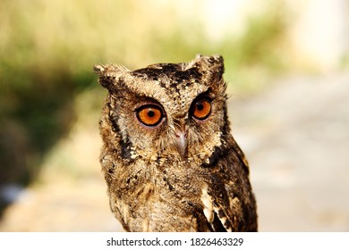 Collared Scops Owl, Otus Lempiji