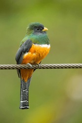 Collared Trogon (Trogon Collaris) Is A Near Passerine Bird In Family Trogonidae, The Quetzals And Trogons. It Is Found In Mexico, Throughout Central America, And In Northern South America