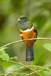Collared Trogon (Trogon Collaris) Is A Near Passerine Bird In Family Trogonidae, The Quetzals And Trogons. It Is Found In Mexico, Throughout Central America, And In Northern South America