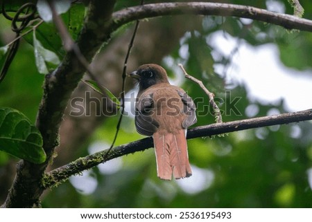 A Collared Trogon near Rio Celeste, Costa Rica