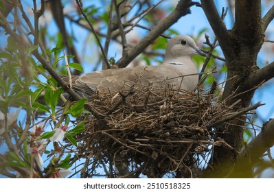 The collared turtle dove (Streptopelia decaocto) has built a nest and is incubating a clutch of eggs on turn green flowering almond tree - Powered by Shutterstock