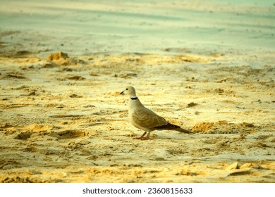 Collared turtledove (Streptopelia decaocto) on the Persian Gulf beach, Abu Dhabi, Arab Emirates. January. Resident bird
