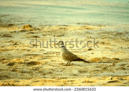 Collared turtledove (Streptopelia decaocto) on the Persian Gulf beach, Abu Dhabi, Arab Emirates. January. Resident bird
