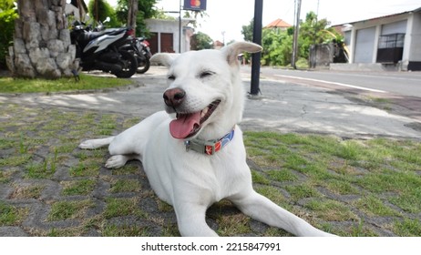 A Collared White Close Up Of Happy Panting Kintamani Bali Dog Chilling Under Sunlight At Noon In Parking Space On Grass 