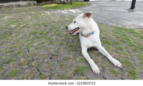 A Collared White Close Up Of Happy Panting Kintamani Bali Dog Facing Right Chilling Under Sunlight At Noon In Parking Space On Grass Landscape