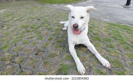 A Collared White Close Up Of Happy Panting Kintamani Bali Dog Chilling Under Sunlight At Noon In Parking Space On Grass View From Front Landscape