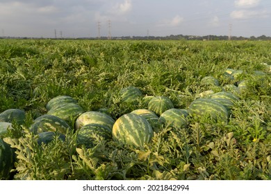 
Collect watermelons in the field - Shutterstock ID 2021842994