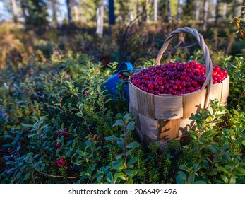 collected lingonberries in a berry basket - Shutterstock ID 2066491496