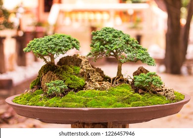 Collected tree bonsai