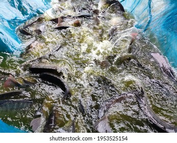 Collecting Broodstock Tilapia In Case 