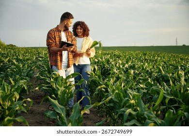 Collecting data by using digital tablet. Man and woman are on the corn agricultural field.