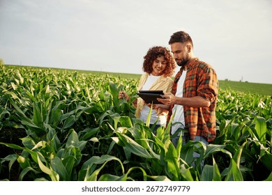Collecting data by using digital tablet. Man and woman are on the corn agricultural field.