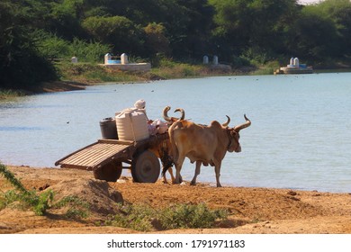 Collecting Drinking Water From The Pond