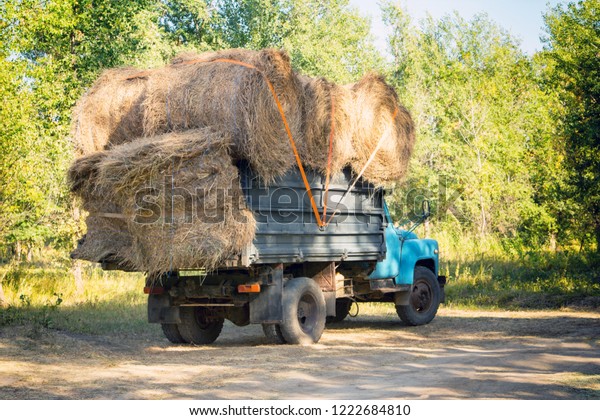 Collecting hay for the cattle. Hay harvesting for\
winter. Autumn mowing\
grass.