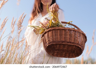 Collecting Herbs By A Woman In The Basket - A Low Angle Of Shot . Alternative Medicine.