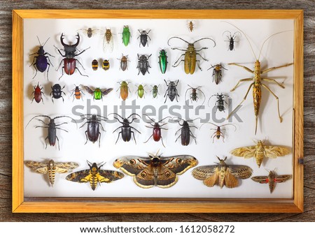 Collecting insects with pins. Amateur or school homemade insect collection. Collection of insects entomologist 