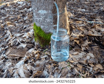 Collecting maple sap. A maple tree with a plastic tap and a tube through which the tree sap flows. Spring in the forest