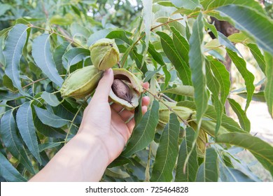 Collecting nuts from pecan tree brunches with leaves
