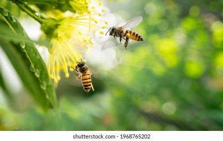 ฺBee collecting pollen at yellow flower, Bee flying over the yellow flower in blur background.
