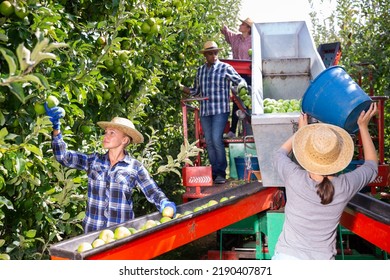 5,128 Apple sorting Images, Stock Photos & Vectors | Shutterstock