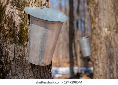 Collecting Sap With Metal Buckets For Maple Syrup Production