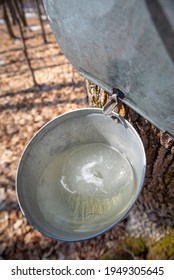 Collecting Sap With Metal Buckets For Maple Syrup Production