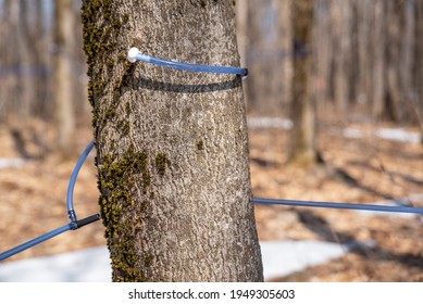 Collecting Sap With Tubes For Maple Syrup Production