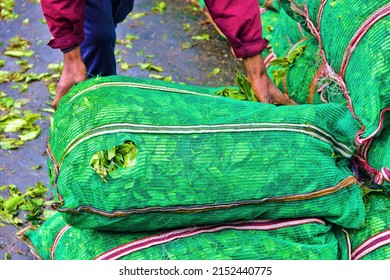 Collecting tea. Fresh green Ceylon tea is packed in bags for transportation to the tea-processing facility. Sri Lanka tea plantations - Shutterstock ID 2152440775