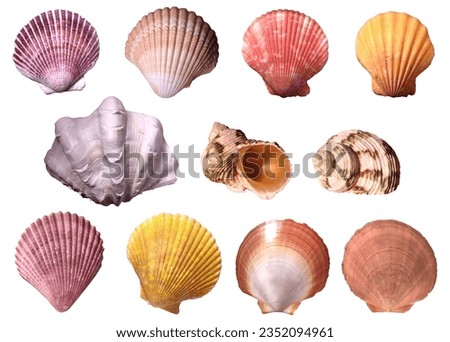 Similar – Image, Stock Photo Collection of colourful seashells in the sand. Beach background with beautiful seashells and copy space. Pastel coloured seashells.