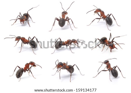 Collection of 9 brown forest ants on white background in different positions.