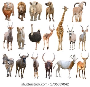 Animal World Isolated On White Background Stock Photo 281258141 ...