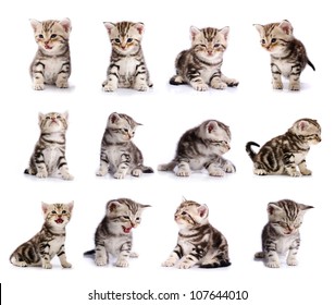collection of American Short hair cat kitten isolated on white background