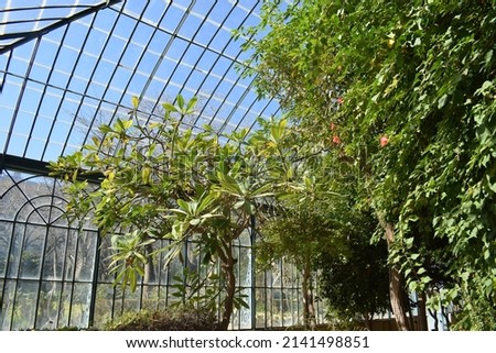 Collection of arboreal plants inside of the Giardino d'Inverno (