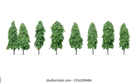 Ashoka Tree Images, Stock Photos & Vectors | Shutterstock
