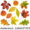 fall leaves isolated