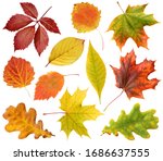 collection of autumn leaves isolated on a white background with clipping path. leaf of oak, maple, hawthorn, aspen. red and yellow foliage. herbarium.