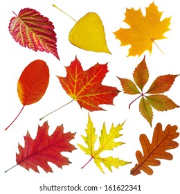 Collection Autumn Leaves Isolated On White Stock Photo 161622341 ...