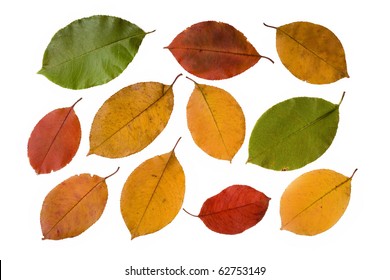 177,539 Different colored leaves Images, Stock Photos & Vectors ...