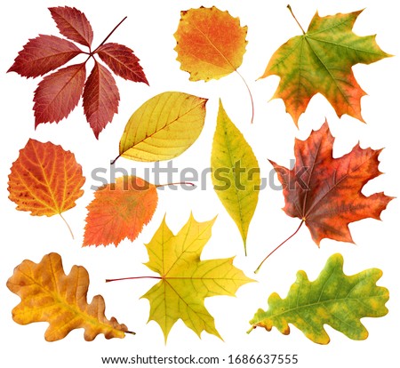 collection of autumn leaves isolated on a white background with clipping path. leaf of oak, maple, hawthorn, aspen. red and yellow foliage. herbarium.