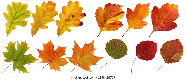 Collection of autumn leaves: oak, maple, hawthorn, aspen. Set of yellow, orange and red leaf, isolated on white background. Herbarium, botany.