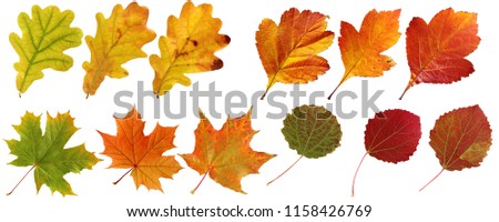 Collection of autumn leaves: oak, maple, hawthorn, aspen. Set of yellow, orange and red leaf, isolated on white background. Herbarium, botany. [[stock_photo]] © 